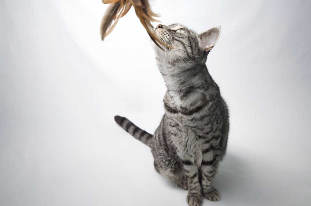 Ellie cat sniffing her toy